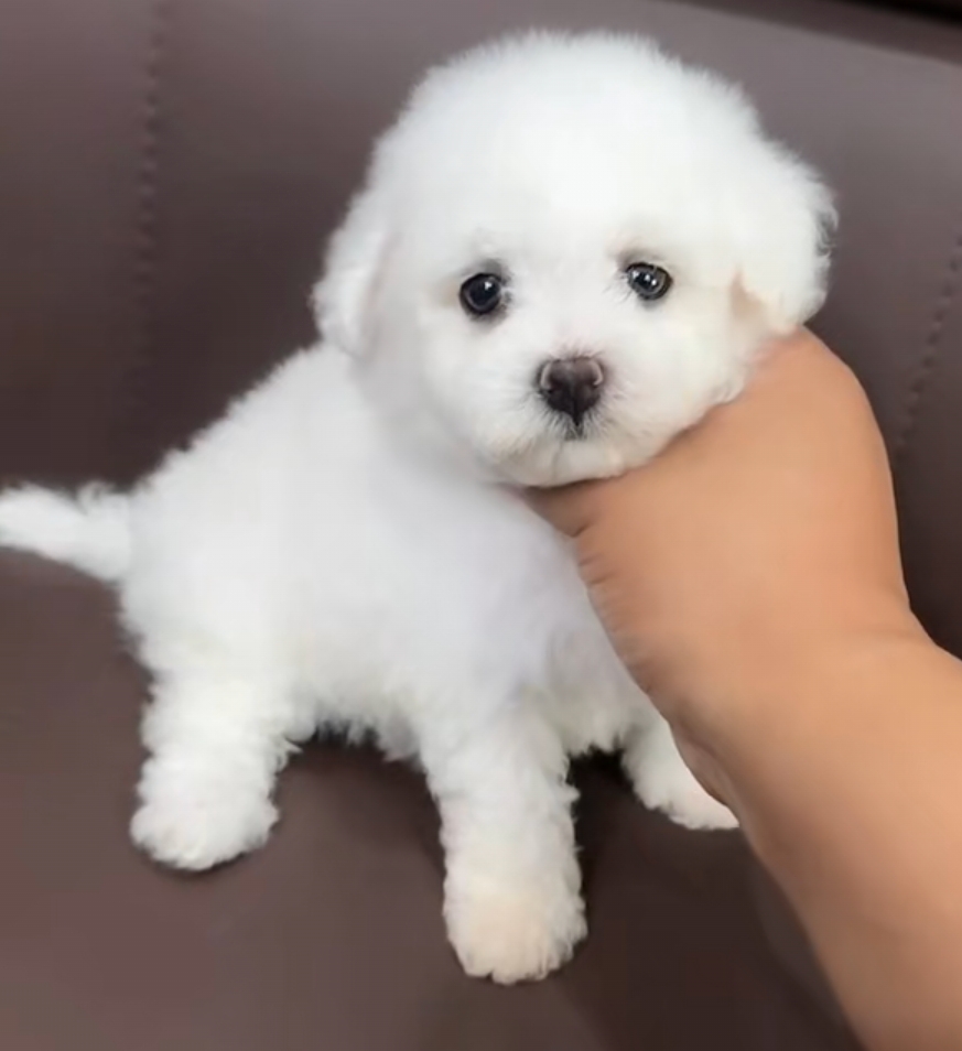 小体比熊，无异味，美丽漂亮
